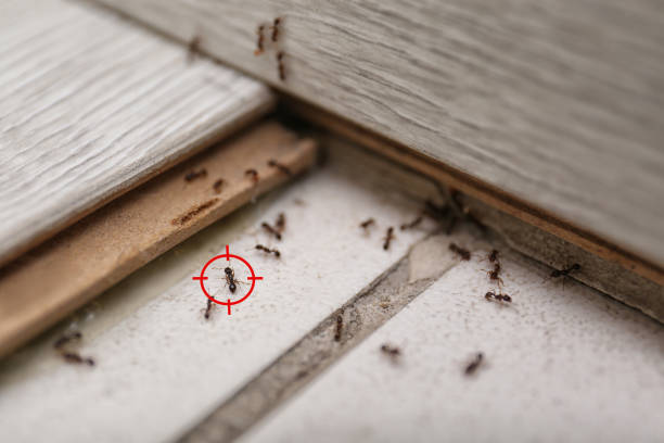 Best Insect Control  in Pecos, TX